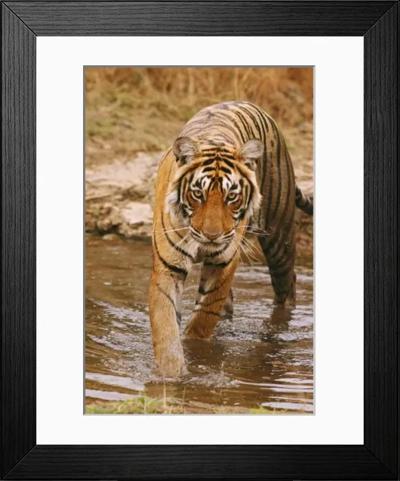 Framed Print : Asia, India