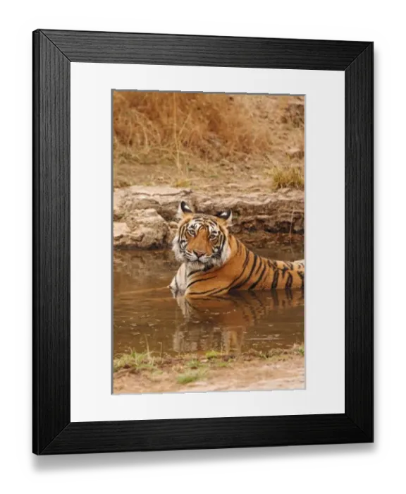 Framed Print : Royal Bengal Tiger in the jungle pond, Ranthambhor National Park, India Framed Print : Royal Bengal Tiger in the jungle pond, Ranthambhor National Park, India