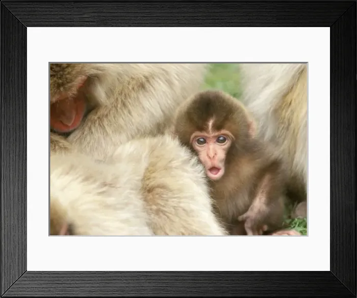 Framed Print : Asia, Japan Framed Print : Asia, Japan