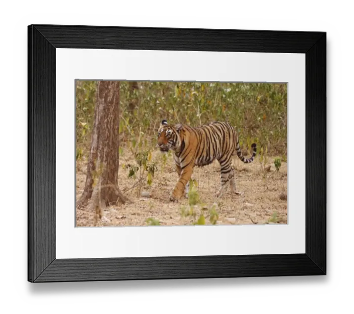Framed Print : Asia, India Framed Print : Asia, India