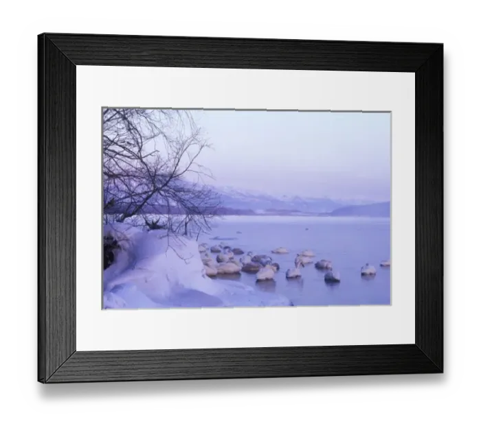 Framed Print : Asia, Japan, Hokkaido, Akan NP, Whopper Swans at Kussharo Lake Framed Print : Asia, Japan, Hokkaido, Akan NP, Whopper Swans at Kussharo Lake