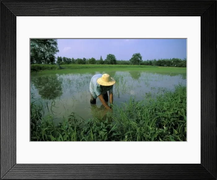 Framed Print : Thailand, Sukhothai. Rice farmer. MR Framed Print : Thailand, Sukhothai. Rice farmer. MR