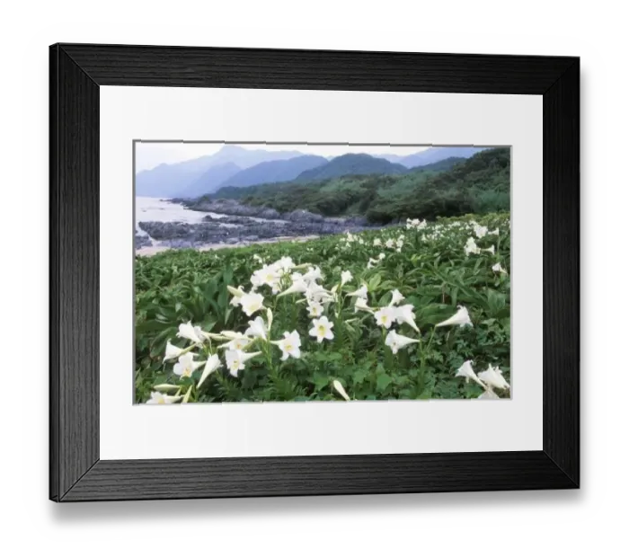 Framed Print : Teppo Yuri (Lily), Yakushima, Kagoshima, Japan Framed Print : Teppo Yuri (Lily), Yakushima, Kagoshima, Japan