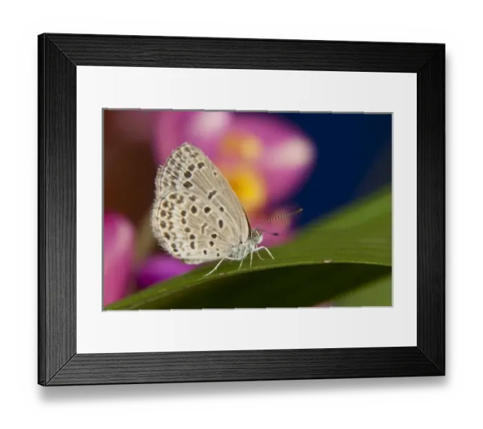 Framed Print : Thailand, Khon Kaen, The pale grass blue Butterfly (Pseudoszizeeria maha maha) on Leaf Framed Print : Thailand, Khon Kaen, The pale grass blue Butterfly (Pseudoszizeeria maha maha) on Leaf