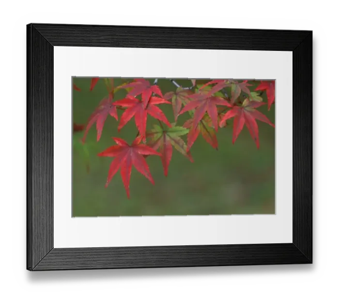 Framed Print : Maple Leaves, Katsura, Kyoto, Japan