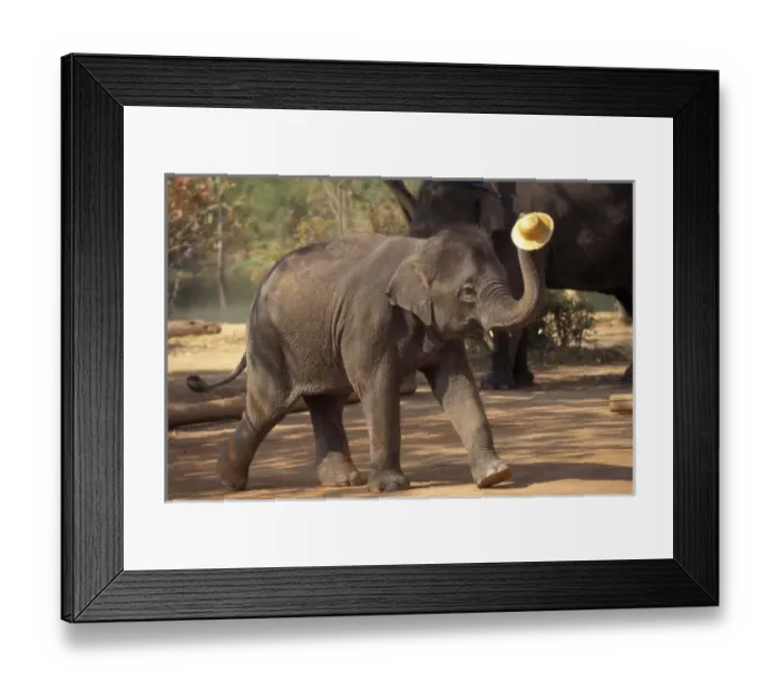 Framed Print : Asia, Thailand, Lampang Bowing with hat - Thai Elephant Conservation Center Framed Print : Asia, Thailand, Lampang Bowing with hat - Thai Elephant Conservation Center
