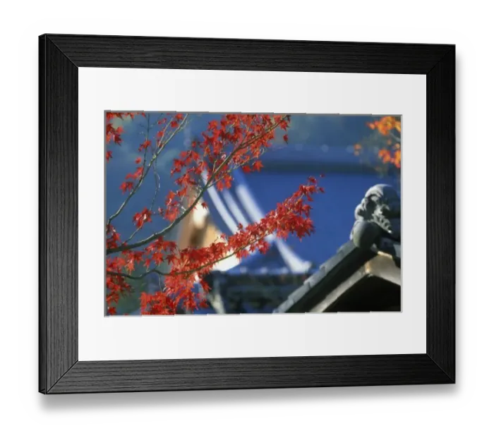 Framed Print : Autumn Color, Torimoto, Kyoto, Japan Framed Print : Autumn Color, Torimoto, Kyoto, Japan