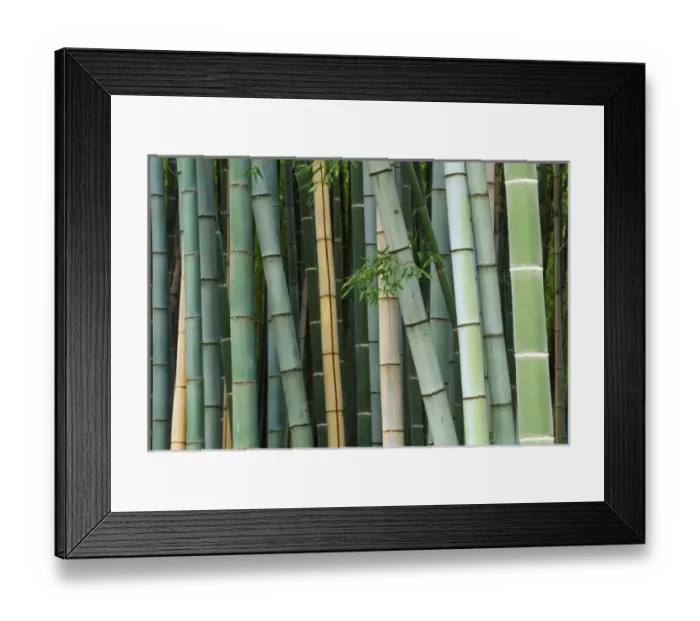 Framed Print : Asia, Japan, Kyoto, Arashiyama, Sagano, Bamboo Forest