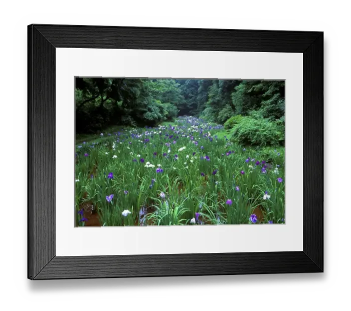 Framed Print : Hana Shobu (Japanese Water Iris), Meiji Shrine, Tokyo, Japan Framed Print : Hana Shobu (Japanese Water Iris), Meiji Shrine, Tokyo, Japan