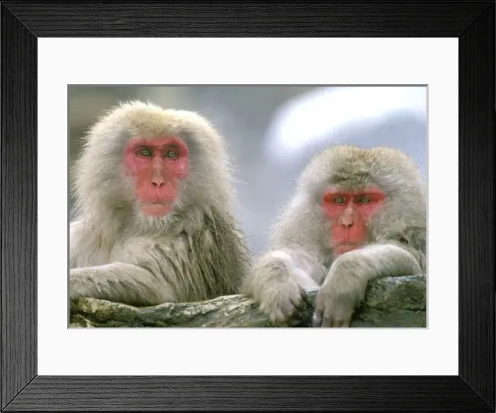 Framed Print : Snow Monkey Couple Framed Print : Snow Monkey Couple