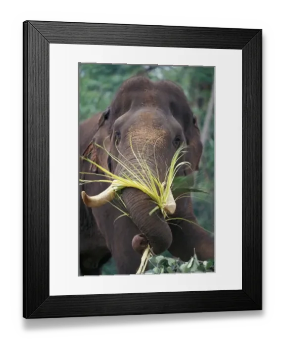 Framed Print : Sri Lanka, Elephant Framed Print : Sri Lanka, Elephant