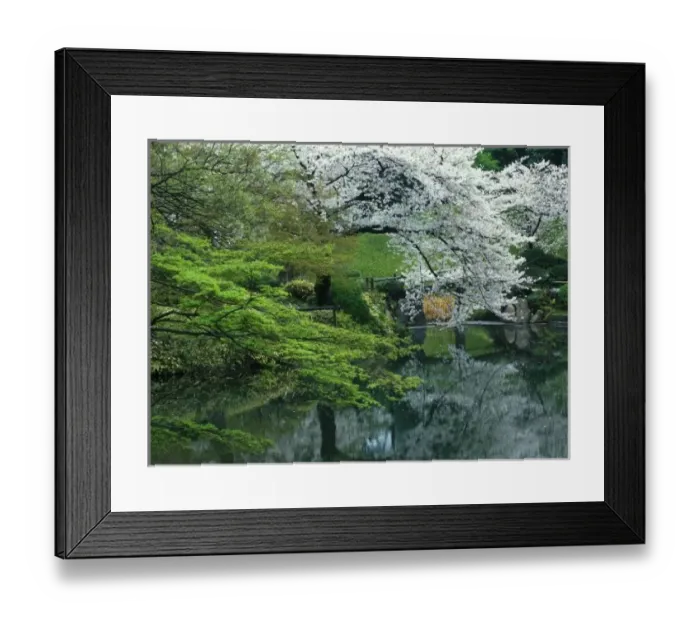 Framed Print : Sakura, Koishikawa Koraku-en Garden, Tokyo, Japan Framed Print : Sakura, Koishikawa Koraku-en Garden, Tokyo, Japan