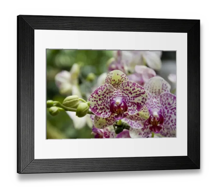 Framed Print : Asia, Singapore Framed Print : Asia, Singapore