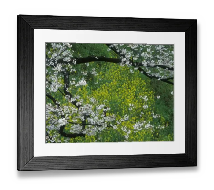 Framed Print : Sakura & Nanohana Framed Print : Sakura & Nanohana