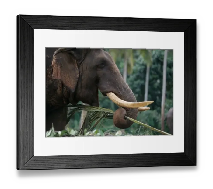 Framed Print : Sri Lanka, Elephant feeds at Pinnewala Elephant Orphanage near Kegalle (Elephant maximus)