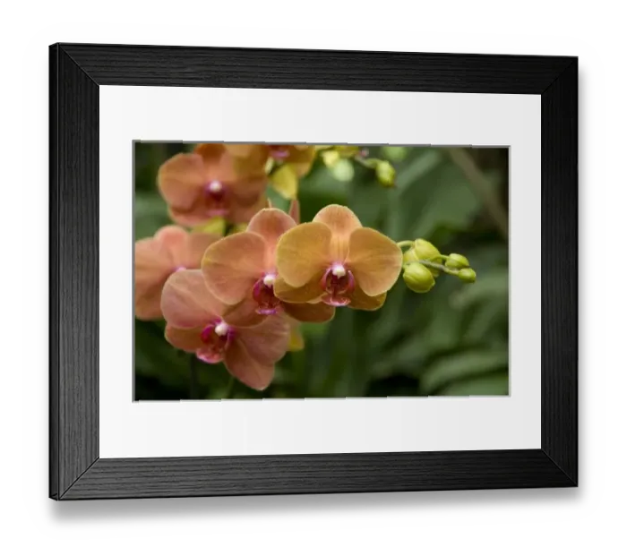 Framed Print : Singapore (Sanskrit for Lion City). National Orchid Garden located within the Botanic Gardens Framed Print : Singapore (Sanskrit for Lion City). National Orchid Garden located within the Botanic Gardens