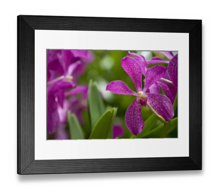 Framed Print : Singapore (Sanskrit for Lion City). National Orchid Garden located within the Botanic Gardens