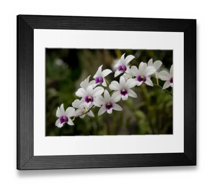 Framed Print : Singapore (Sanskrit for Lion City). National Orchid Garden located within the Botanic Gardens