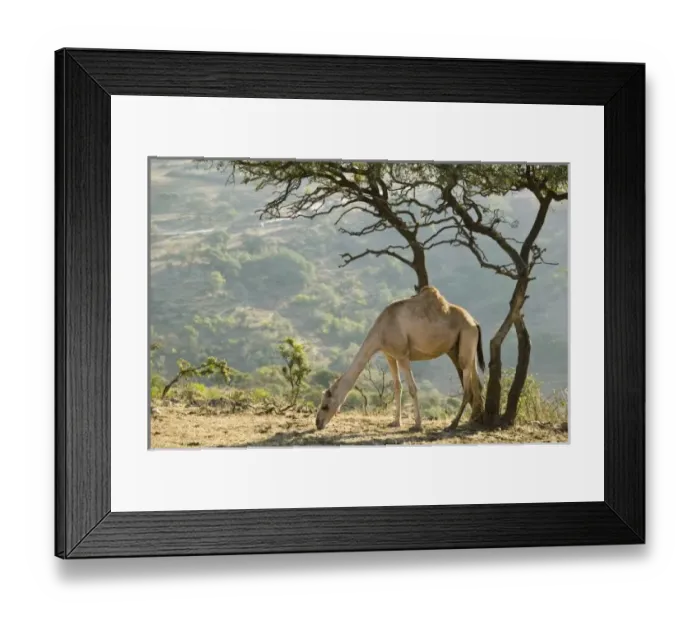 Framed Print : Oman, Dhofar Region Framed Print : Oman, Dhofar Region