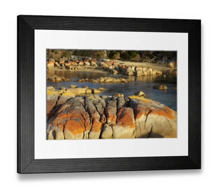 Framed Print : Orange Lichen on