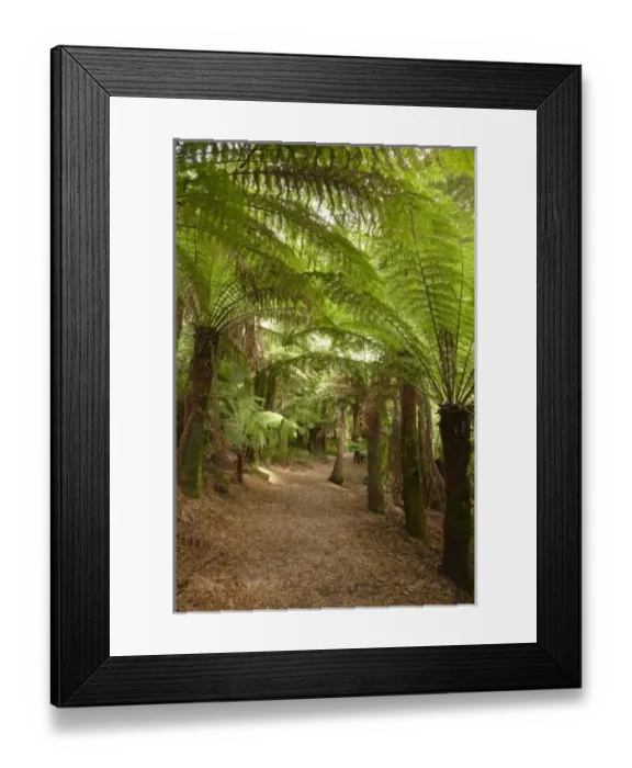 Framed Print : Australia. Track to St Columba Falls through Fern Glade Framed Print : Australia. Track to St Columba Falls through Fern Glade