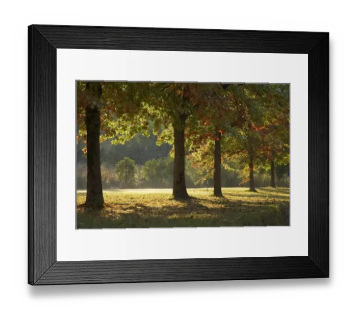 Framed Print : Australia, Southern New South Wales, Snowy Mountains, Autumn Trees, Khancoban Framed Print : Australia, Southern New South Wales, Snowy Mountains, Autumn Trees, Khancoban