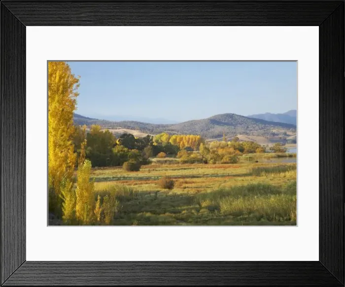 Framed Print : Autumn Trees, Khancoban Framed Print : Autumn Trees, Khancoban