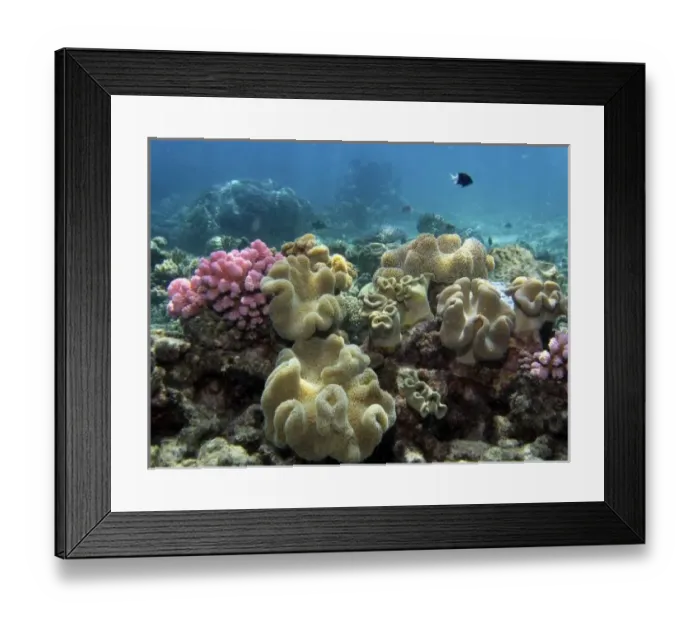 Framed Print : Coral, Agincourt Reef, Great Barrier Reef, North Queensland, Australia