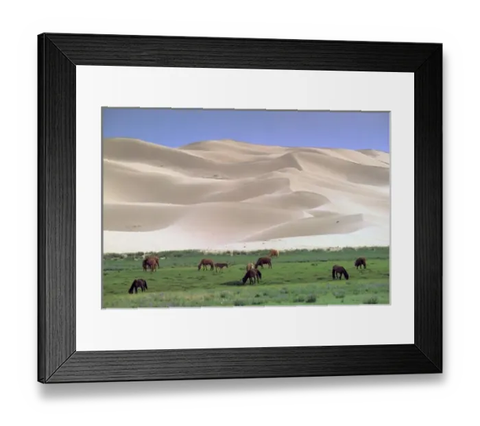 Framed Print : Asia, Mongolia, Gobi Desert. Wild horses Framed Print : Asia, Mongolia, Gobi Desert. Wild horses