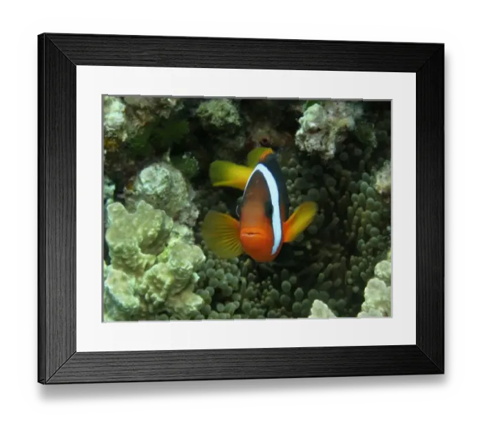 Framed Print : Australia. Black Anemonefish (Amphiprion melanopus) in Anemone Framed Print : Australia. Black Anemonefish (Amphiprion melanopus) in Anemone