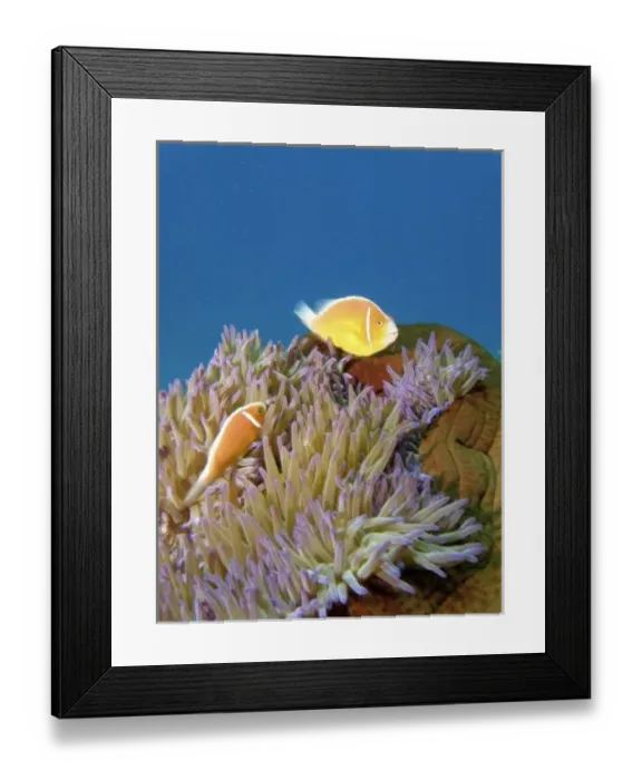 Framed Print : Pink Anemonefish ( Amphiprion perideraion ) in Anemone, Agincourt Reef, Great Barrier Reef Framed Print : Pink Anemonefish ( Amphiprion perideraion ) in Anemone, Agincourt Reef, Great Barrier Reef