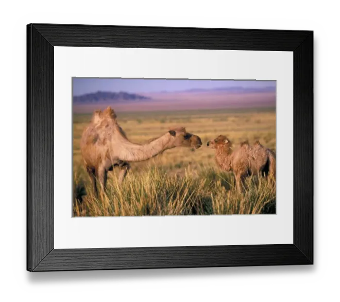 Framed Print : Asia, Mongolia Framed Print : Asia, Mongolia