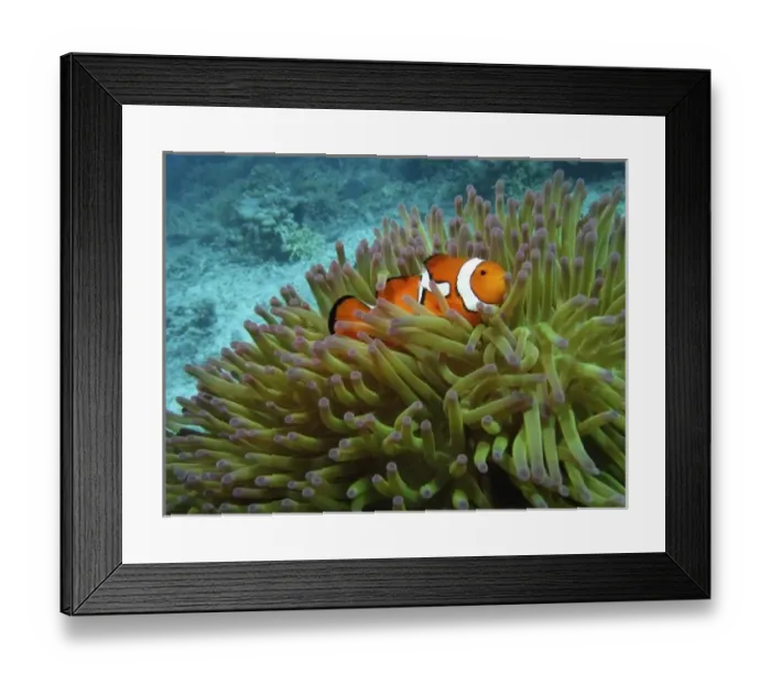 Framed Print : Western Clownfish ( Amphiprion ocellaris ), in Anemone, Agincourt Reef, Great Barrier Reef Framed Print : Western Clownfish ( Amphiprion ocellaris ), in Anemone, Agincourt Reef, Great Barrier Reef