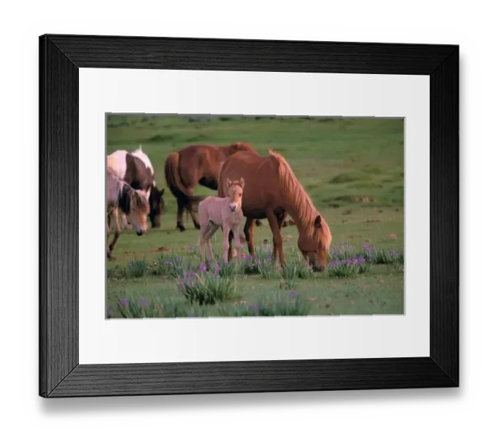 Framed Print : Asia, Mongolia, Gobi Desert. Wild Horses Framed Print : Asia, Mongolia, Gobi Desert. Wild Horses