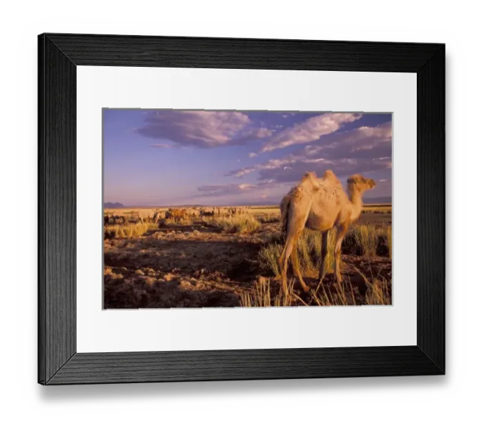 Framed Print : Asia, Mongolia, Gobi Desert, Great Gobi Protected Area. Camel; bactrian (Camelus Framed Print : Asia, Mongolia, Gobi Desert, Great Gobi Protected Area. Camel; bactrian (Camelus