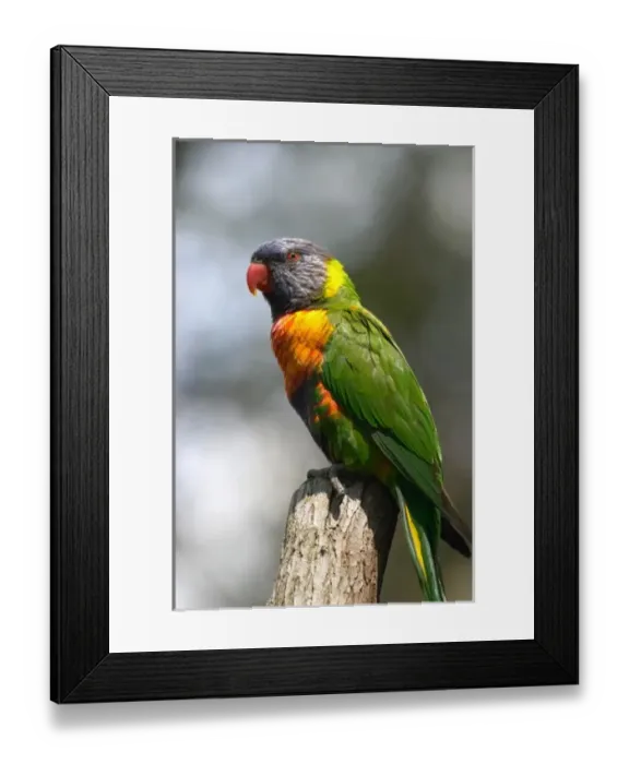 Framed Print : Rainbow Lorikeet (Trichoglossus haematodus moluccanus), Australia Framed Print : Rainbow Lorikeet (Trichoglossus haematodus moluccanus), Australia