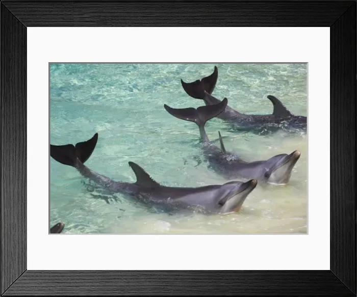 Framed Print : Dolphins, Sea World, Gold Coast, Queensland, Australia