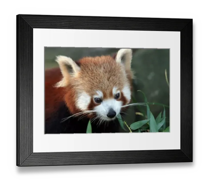 Framed Print : Red Panda, Taronga Zoo, Sydney, Australia Framed Print : Red Panda, Taronga Zoo, Sydney, Australia