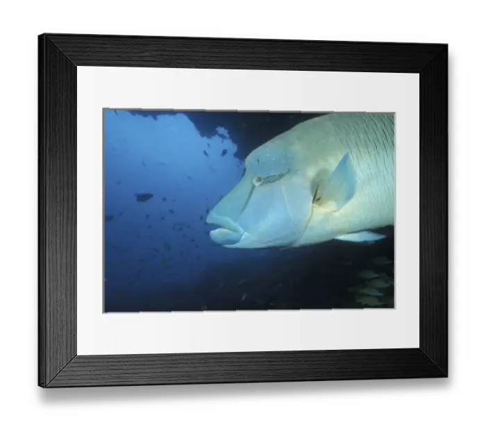 Framed Print : Maldives, Napoleanfish (Chelinus undulatus)