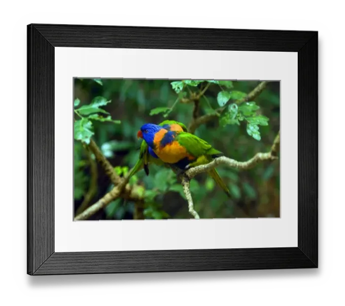 Framed Print : Rainbow Lorikeets Framed Print : Rainbow Lorikeets