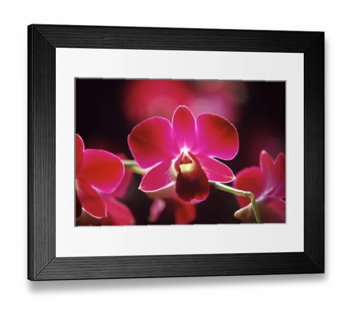 Framed Print : Malaysia, Orchid Framed Print : Malaysia, Orchid
