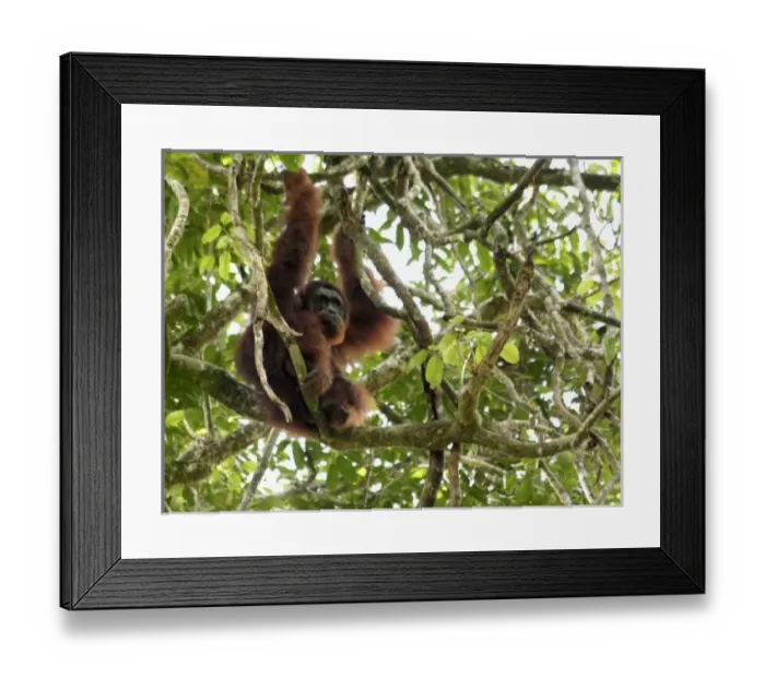 Framed Print : Asia, Malaysia Framed Print : Asia, Malaysia