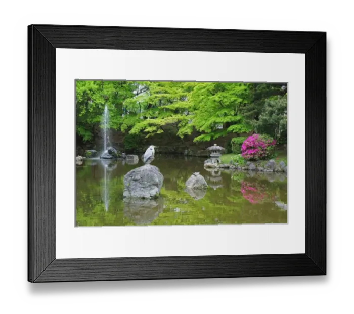 Framed Print : Japan, Kyoto. Heron in fresh green leaves Framed Print : Japan, Kyoto. Heron in fresh green leaves