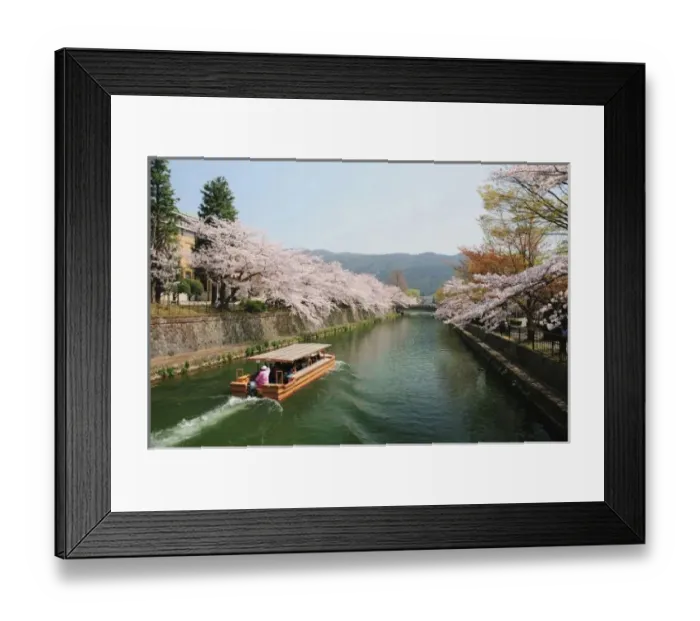 Framed Print : Japan, Kyoto. Flower