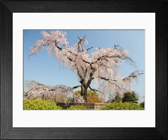 Framed Print : Japan, Kyoto. Weeping Framed Print : Japan, Kyoto. Weeping