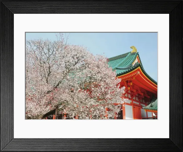 Framed Print : Japan, Kyoto. Cherry blossom of Shinto