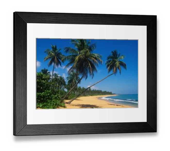 Framed Print : Puerto Rico, Isla Verde, palm trees Framed Print : Puerto Rico, Isla Verde, palm trees