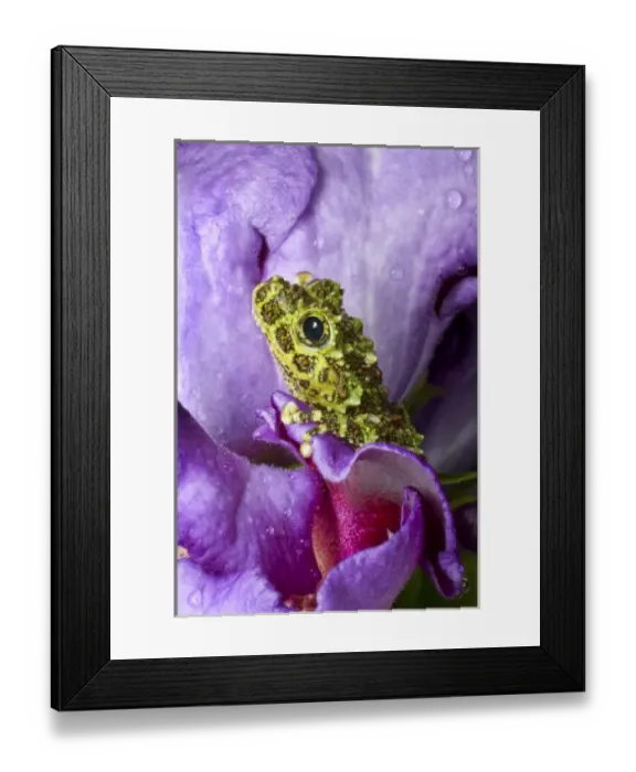 Framed Print : Southeast Vietnam. Close-up of mossy tree frog on flower. Credit as: Jim Zuckerman Framed Print : Southeast Vietnam. Close-up of mossy tree frog on flower. Credit as: Jim Zuckerman