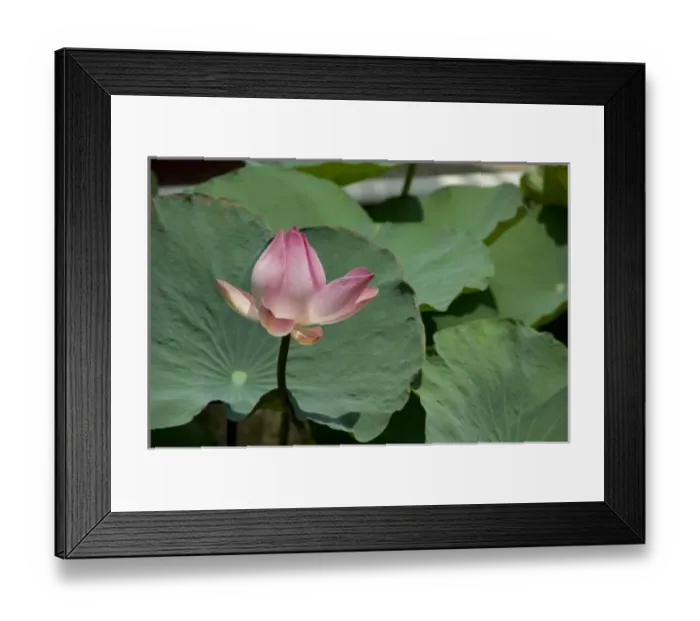 Framed Print : Vietnam, (near Saigon) My Tho. Vinh Trang Pagoda, pink lotus flower