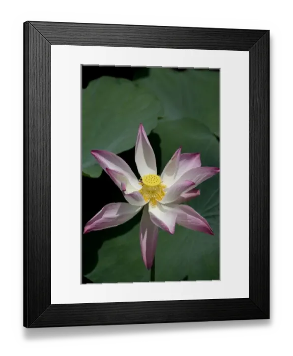 Framed Print : Asia, Vietnam Framed Print : Asia, Vietnam
